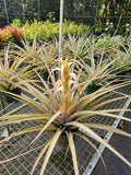 Tillandsia Capitata Yellow Air Plant – Live Indoor Plant, Easy Care, Tropical Greenery, Decorative Home Decor, Epiphytic Bromeliad