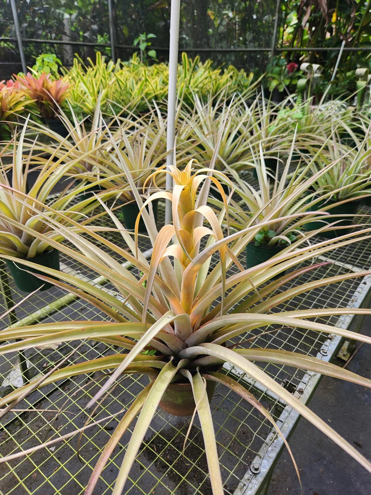 Tillandsia Capitata Yellow Air Plant – Live Indoor Plant, Easy Care, Tropical Greenery, Decorative Home Decor, Epiphytic Bromeliad