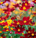 Dwarf Coreopsis Wildflower Seeds - 2000+ Perennial Coreopsis tinctoria Seeds