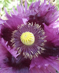 Breadseed Poppies Seeds - JIMI'S PURPLE HAZE Organic 500 Seeds with Purple Pods - Papaver somniferum