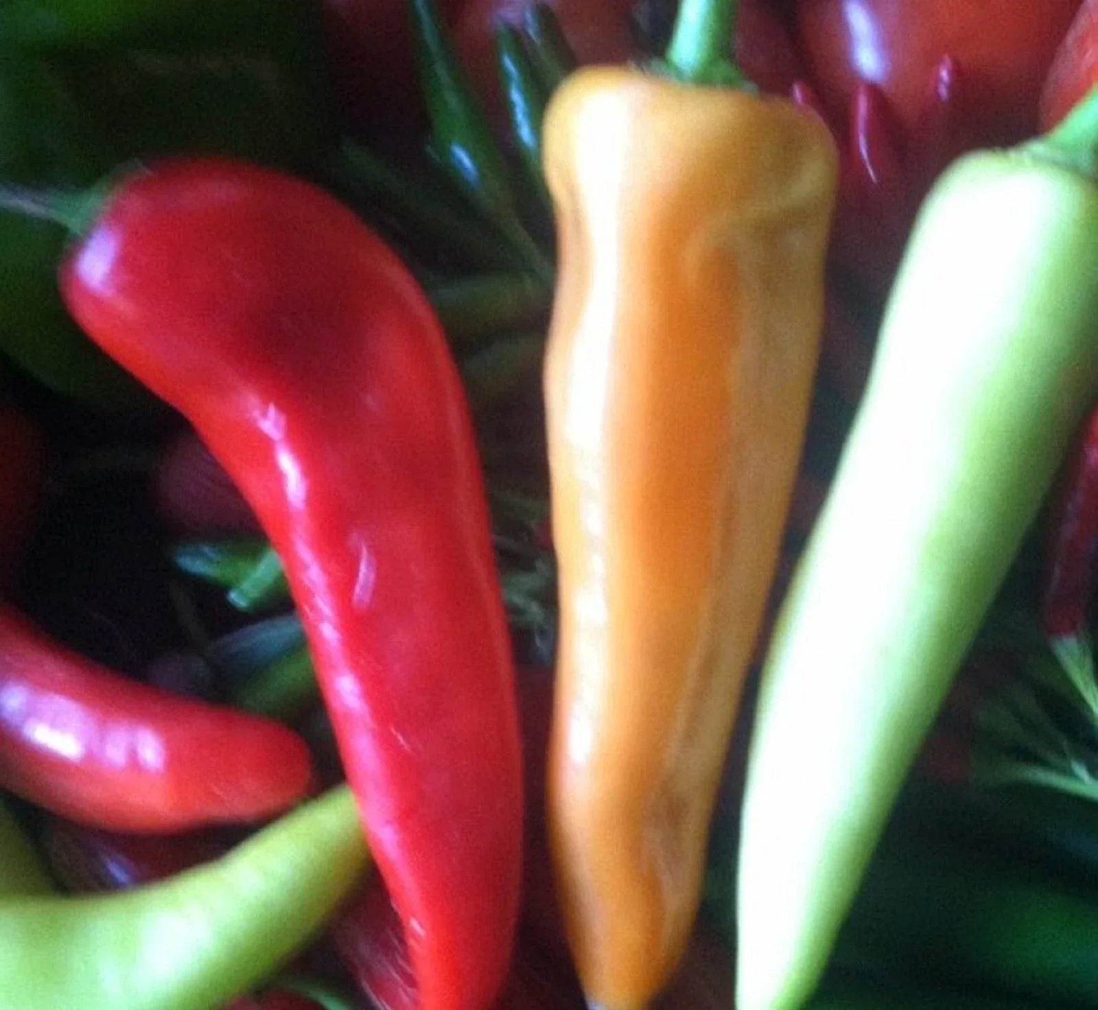Sweet Banana Pepper Seeds – Non-GMO Capsicum annuum, 100+ Seeds for Home Gardening, Mild Hot Pepper, Container & Garden Bed