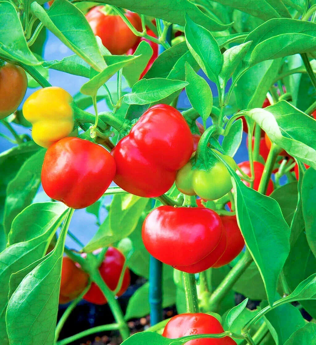Organic Pimento Sweet Pepper Seeds – Capsicum annuum, Container & Garden Planting, Summer Vegetable Garden, Easy to Grow
