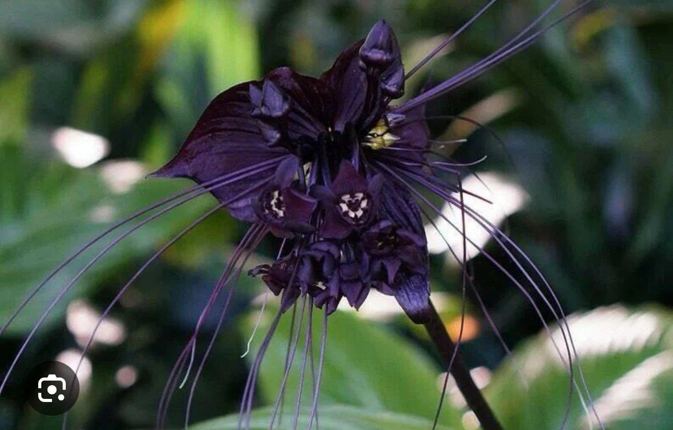 Black Bat Flower Plant - Small Rooted Starter - Tacca chantrieri Unique Black Lily