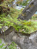 Japanese Maple Tree Cuttings 6" Rooting Grafting Acer palmatum 10 Pack for Propagation, Bonsai, Landscaping