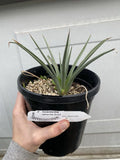Joshua Tree Live Plant - 1 Gallon Bareroot Yucca Brevifolia for Xeriscaping & Low-Water Gardens