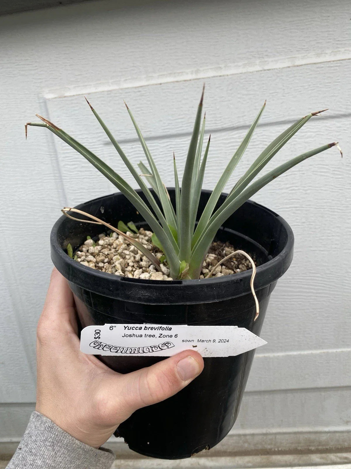 Joshua Tree Live Plant - 1 Gallon Bareroot Yucca Brevifolia for Xeriscaping & Low-Water Gardens