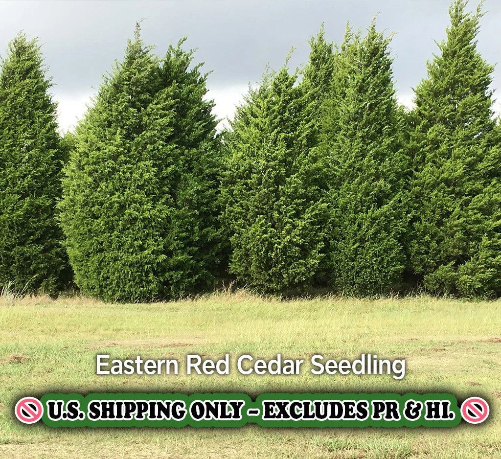 Eastern Red Cedar Tree - Quart Pot Live Plant - Juniperus virginiana - Hardy Zone 2-9 - Evergreen, Drought-Resistant, Privacy Screen