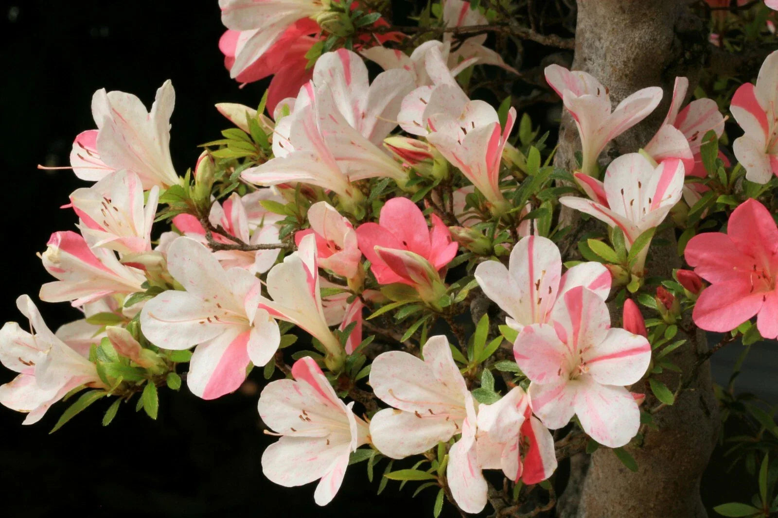 Azalea Starter Plant - Bi-Color Striped Blooms - Rhododendron deciduous - Garden and Landscape Plant in 4-inch Pot