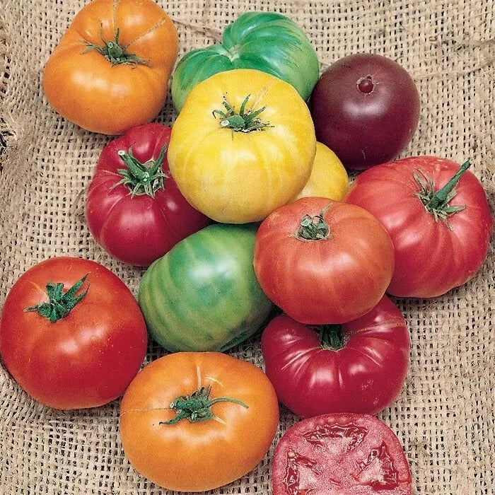 Rainbow Beefsteak Tomato Seeds - Organic Heirloom Non-GMO Varieties for Home Gardening