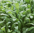 Mibuna Asian Leaf Mustard Seeds - Open Pollinated Non-GMO Brassica rapa var. japonica Seed Packet