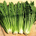 Catalogna Emerald Endive Seeds - Italian Dandelion Chicory Green - 300+ Non-GMO Seeds for Gardening & Farming