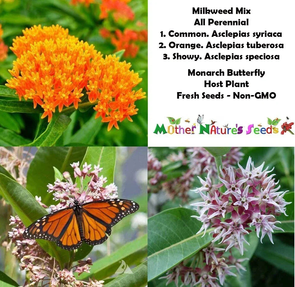 Perennial Milkweed Seeds Mix - Orange Asclepias tuberosa - Monarch Butterfly Host Plant - Non-GMO, 100 Seeds