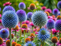 Big Blue Globe Thistle Seeds - 50 Count Echinops ritro, Easy to Grow, Drought Tolerant, Pollinator Attracting Perennial Seeds