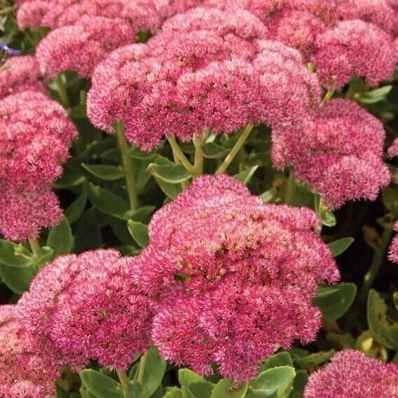 Sedum Autumn Joy Bare Root Live Plants – Pink Blooms, Drought-Tolerant Perennial Succulent, Sedum herbstfreude