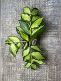 Hoya Polyneura Inner Variegated Cutting – 1 Node, Rare Houseplant Propagation, Indoor/Outdoor Climber
