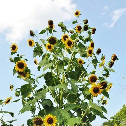 Sunflower Seeds - SKYSCRAPER Heirloom Non-GMO Edible Large Flowers - Helianthus annuus, 25 Pack