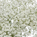 Baby's Breath Seeds - Non-GMO Gypsophila paniculata Flower Seeds for Gardens & Bouquets, White, Perennial, Seed Packet