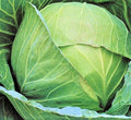 Brunswick Cabbage Seeds – Non-GMO Heirloom Vegetable Seeds Brassica oleracea, 200+ Pack for Home Garden & Cooking