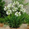 Agapanthus Seeds - 40 White Lily of the Nile - African Lily - Clumping Perennial - Easy to Grow Garden Flower