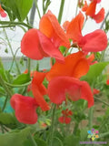 Prince of Orange Sweet Pea Seeds - 50+ Premium Lathyrus odoratus Climbing Vine for Garden, Cut Flowers, Pollinator Attractant