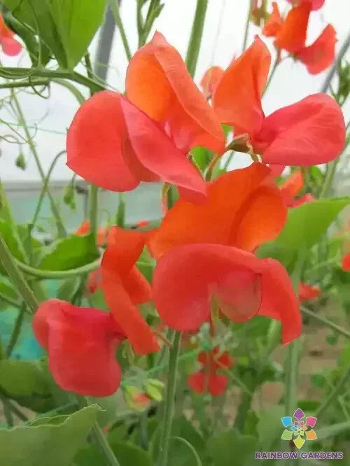 Prince of Orange Sweet Pea Seeds - 50+ Premium Lathyrus odoratus Climbing Vine for Garden, Cut Flowers, Pollinator Attractant