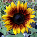 Firecracker Sunflower Seeds - 25 Perennial Bright Yellow Blooms Helianthus annuus Garden Flower Seeds