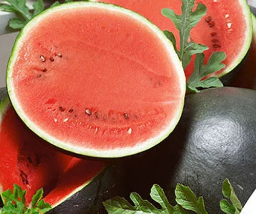 Sugar Baby Watermelon Seeds - 25+ Pack, Compact Bush Variety, Citrullus lanatus, Sweet, Juicy, Organic Gardening Seeds