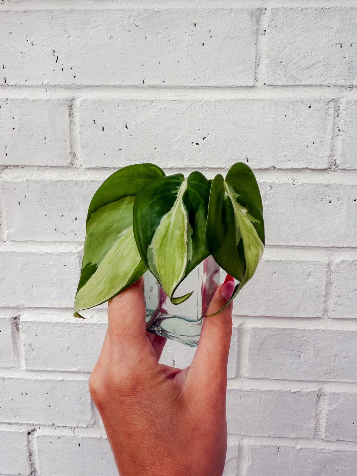 Philodendron Cream Splash Cuttings - Variegated Indoor Houseplant - Philodendron 'Cream Splash' Propagation Material