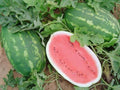 Allsweet Watermelon Seeds - 50+ Pack for Garden Planting, Citrullus lanatus, Non-GMO, USA Grown, Juicy, Sweet Watermelons