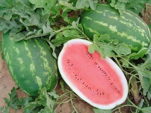 Allsweet Watermelon Seeds - 50+ Pack for Garden Planting, Citrullus lanatus, Non-GMO, USA Grown, Juicy, Sweet Watermelons
