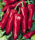Big Jim Hot Pepper Seeds - Heirloom Capsicum Annuum, 25+ Seeds, USA Grown, Full Sun, Easy to Grow, Perfect for Cooking & Gardening