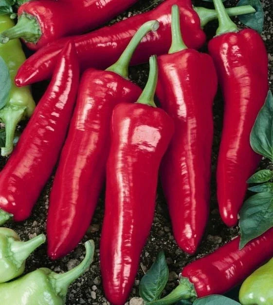 Big Jim Hot Pepper Seeds - Heirloom Capsicum Annuum, 25+ Seeds, USA Grown, Full Sun, Easy to Grow, Perfect for Cooking & Gardening