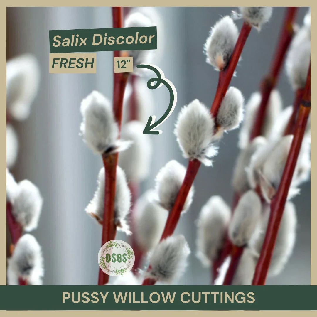 Pussy Willow Cuttings 18" Salix discolor Native Shrub Fresh Planting Material