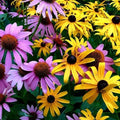 Echinacea & Black Eyed Susan Wildflower Seed Mix – 250 Non-GMO Native Pollinator Seeds for Gardens & Meadows