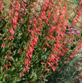 Penstemon Eatons Red Hummingbird Beardtongue Plant – Perennial Flowering Herb, Attracts Pollinators, Easy Care, Seeds or Plants