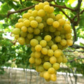 Cotton Candy Grape Seeds - Vitis vinifera - Very Sweet & Flavorful Fruit Seeds for Garden, 12 Pack