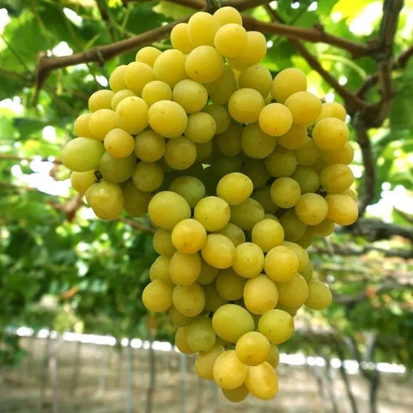 Cotton Candy Grape Seeds - Vitis vinifera - Very Sweet & Flavorful Fruit Seeds for Garden, 12 Pack
