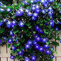 Morning Glory Seeds - 30+ Non-GMO Heirloom Clark's Heavenly Blue Ipomoea tricolor Climbing Vine