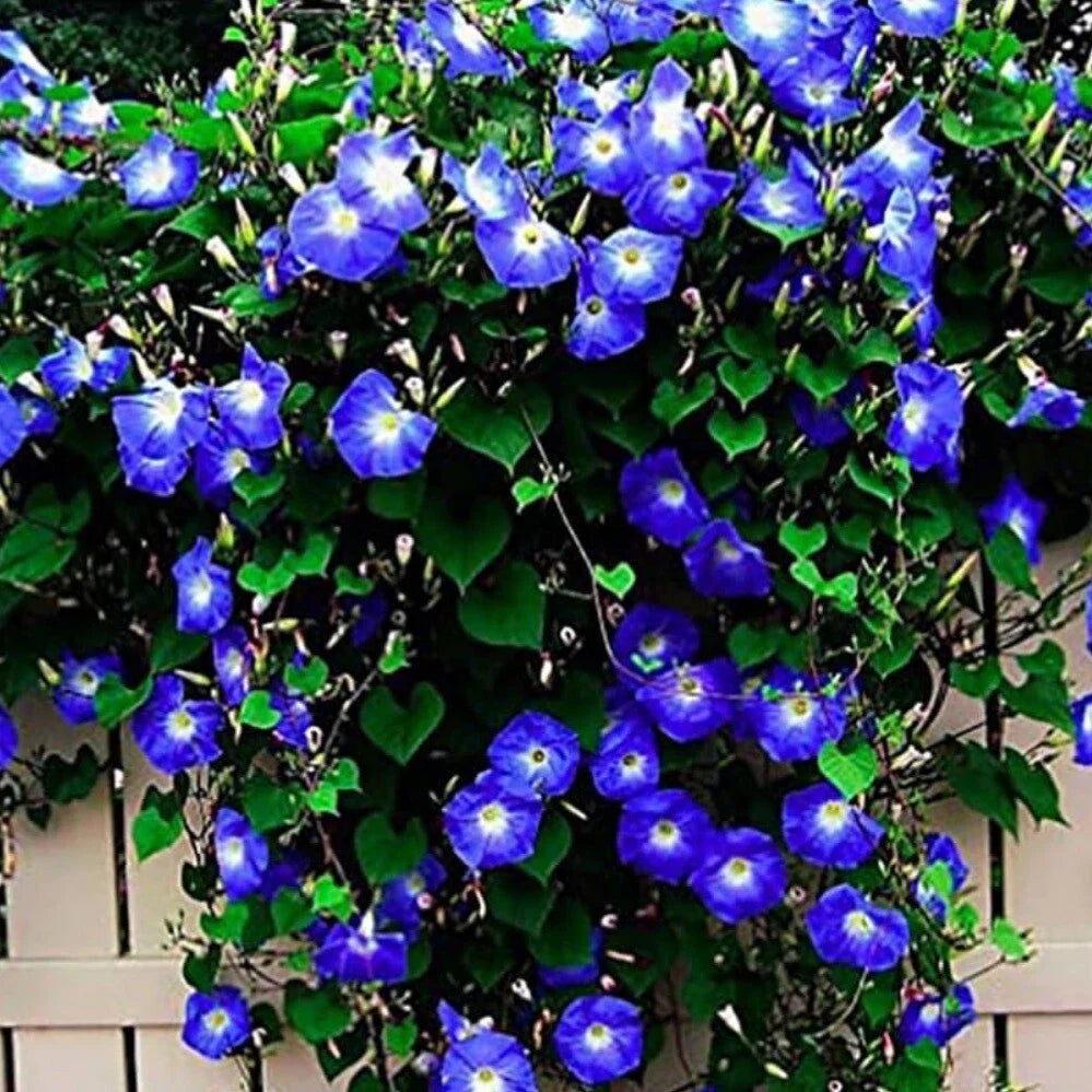 Morning Glory Seeds - 30+ Non-GMO Heirloom Clark's Heavenly Blue Ipomoea tricolor Climbing Vine