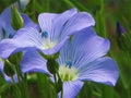 Blue Flax Seed Pack - 100+ Seeds, Vibrant Blue Flowers, Linum lewisii, Perennial, Drought-Tolerant, Wildflower Mix
