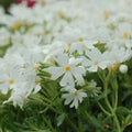 Snowflake Phlox Seeds - Perennial Flower Seeds for Butterflies, White with Pink Center, Phlox paniculata, 50 Seeds Pack