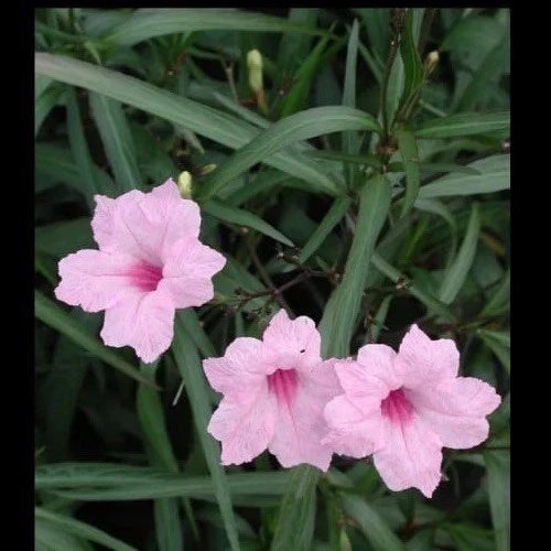 Pink Mexican Petunia Live Plants - 5 Plugs - Vibrant Pink Flowers - Ruellia simplex for Garden & Landscape