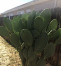 Prickly Pear Cactus Pad Cutting - Large Nopales - Edible Opuntia ficus-indica for Cooking & Health
