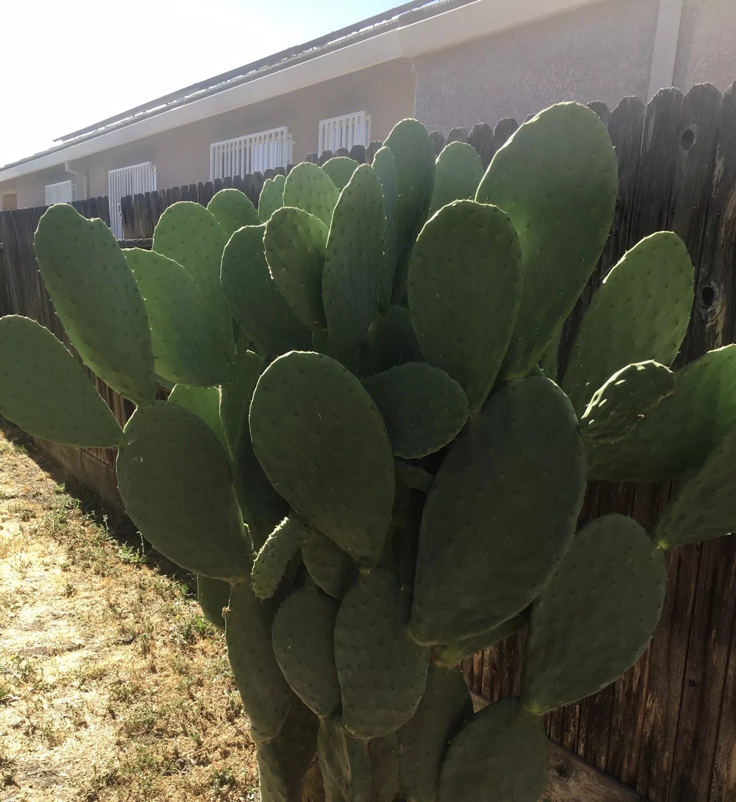 Prickly Pear Cactus Pad Cutting - Large Nopales - Edible Opuntia ficus-indica for Cooking & Health