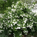 Viburnum opulus Roseum Rooted Cuttings - 5 High-Quality Plugs for Garden, White Flowers, Deciduous Shrub, Easy to Grow