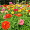 Dahlia Flowered Zinnia Seeds - 100+ Pack for Garden Planting, Colorful Blooms, Zinnia elegans, Annual, Full Sun