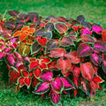 Coleus Seeds - 25+ Mixed Varieties for Garden, Indoor, or Container Planting - Plectranthus scutellarioides