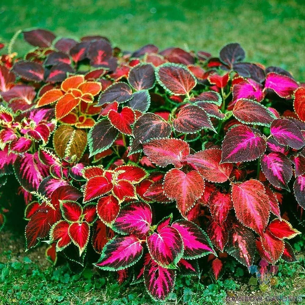 Coleus Seeds - 25+ Mixed Varieties for Garden, Indoor, or Container Planting - Plectranthus scutellarioides