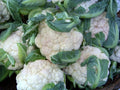 Cauliflower Seeds - Early Snowball Variety - Brassica oleracea - 112 Seeds for Spring & Fall Gardening