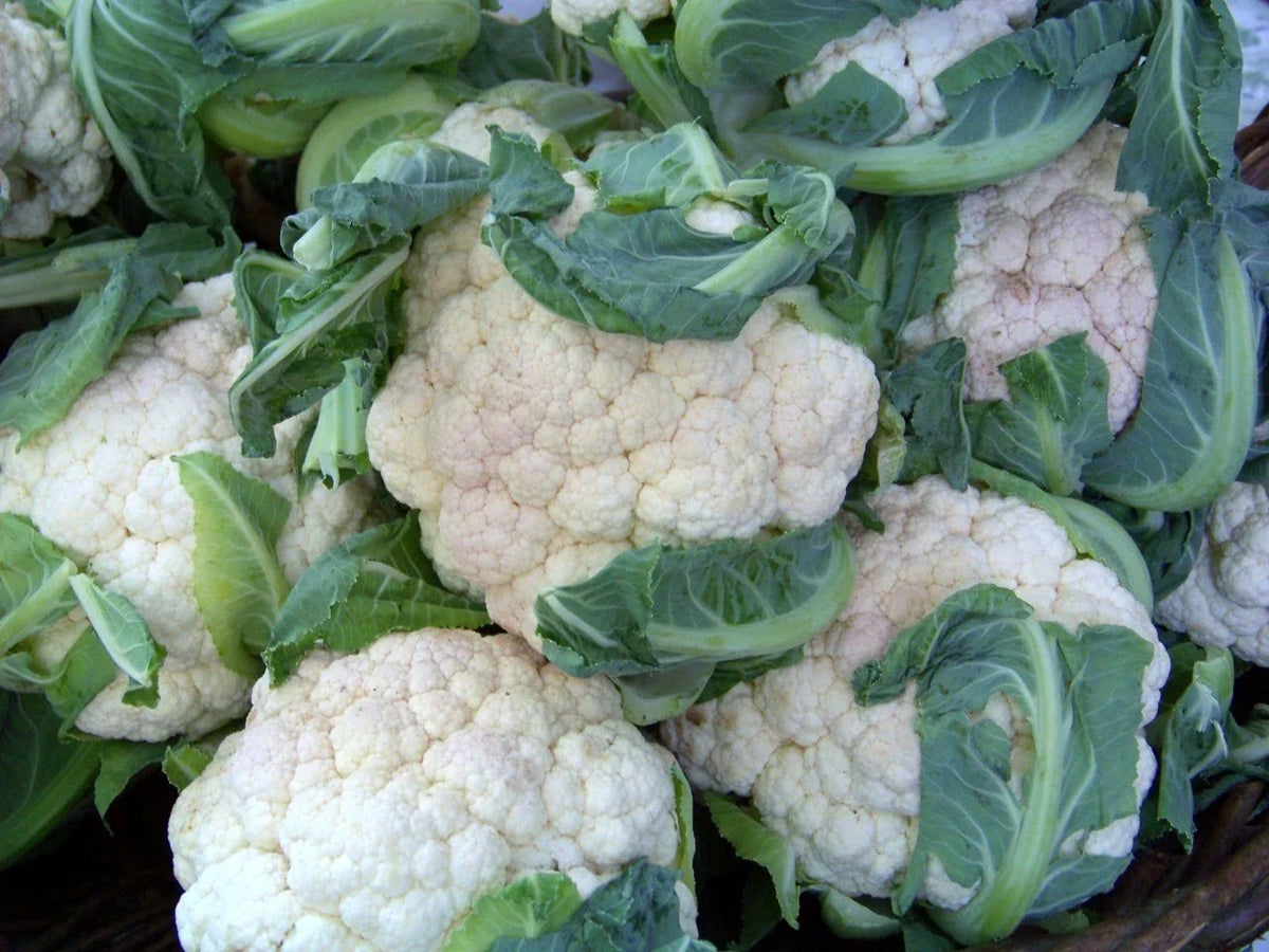 Cauliflower Seeds - Early Snowball Variety - Brassica oleracea - 112 Seeds for Spring & Fall Gardening